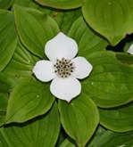 Bunchberry3