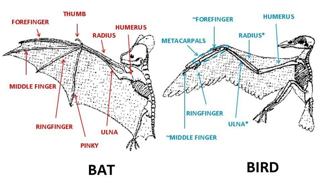 [batbirdbonescaptions4.jpg]