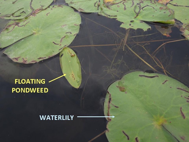 [Pondweed Waterlily[4].jpg]
