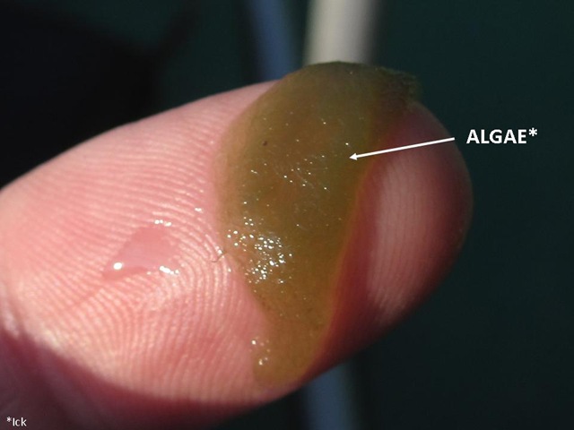 [Algae Finger[5].jpg]