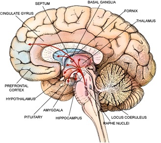 [brain-limbic[5].jpg]