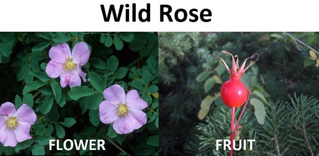 [Wild Rose compare[4].jpg]
