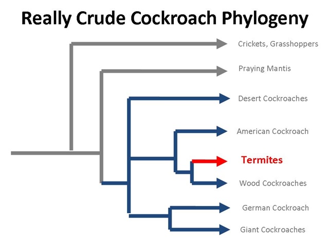 [RoachPhylogeny4.jpg]