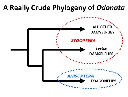 Odonata Phylogeny