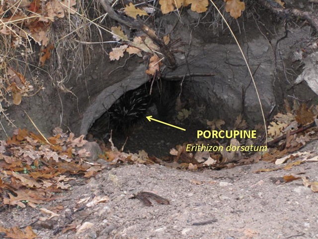 [Porcupine burrow[7].jpg]