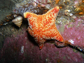 A cushion starfish