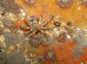Camoflaged crabby
