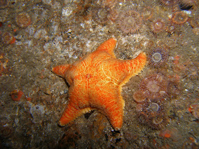 Cushion Star in Burra Sound