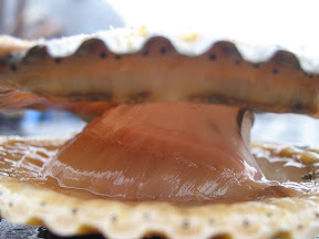 Ruuuuunnnnn ... a giant scallop!