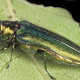 Emerald Ash Borer (DNR photo)