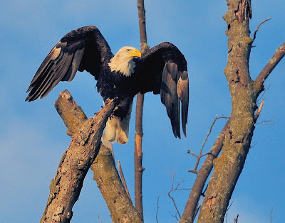 Bald Eagle Days (photo courtesy Ron Huelse)
