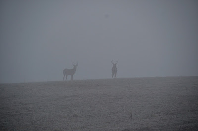 Bucks at Hickory Ridge (courtesy Ron Huelse)