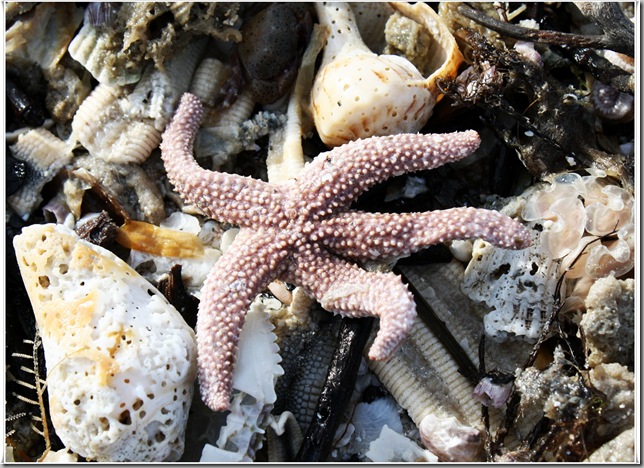 starfish