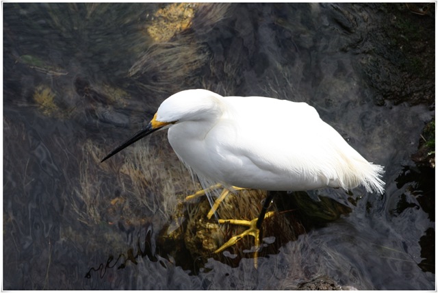 [snowyegret[4].jpg]