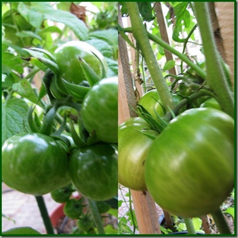 tomatoes