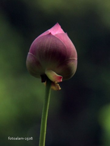 [lotus[4].jpg]
