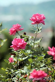 rose15