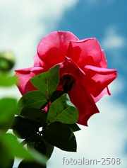 rose3