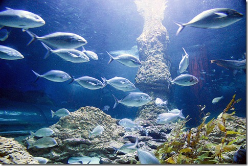 Aquarium-of-Western-Australia