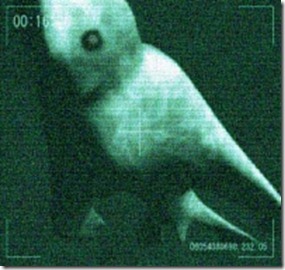 267_antarctic_humanoid_2_tn 267_antarctic_humanoid_2_tn