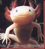 aksolotal_axolotl