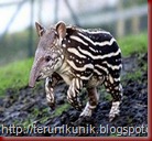 tapir