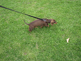 Franzi leading the way to the meet up (slow human in tow)