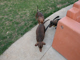 The beginning of a canine conga line