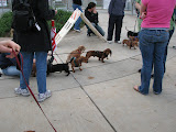 World's first Dachshund powered sled team.