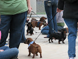 Actual comment from a park visitor: Yee Gads! There's weiner dogs everywhere!