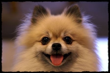 800px-Smiling_Tan_Pomerarnian
