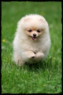pomeranian_30