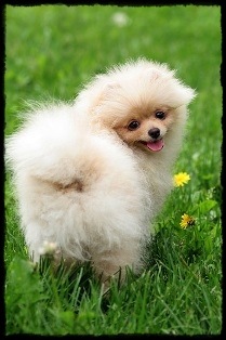 pomeranian_38