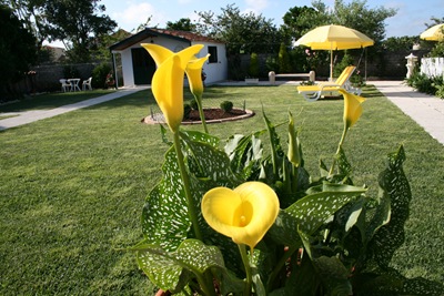 [flor 8  jarro am.[4].jpg]