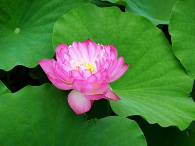 [7 .templo Toji e flor de lotus[4].jpg]