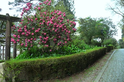 [Buaco - jardim do palcio - rodhodendron branco-rosa 1[4].jpg]