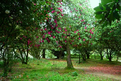 [Buçaco - jardim do palácio - rododendro[4].jpg]