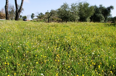 [flores do campo amarelas 1[4].jpg]