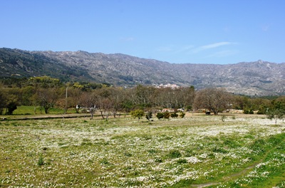 [tapete de flores na gardunha[4].jpg]