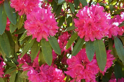 [jardim serralves  - rododendron 1[4].jpg]