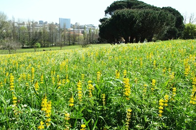 [jardim serralves - flores do campo apicultura[4].jpg]