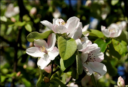 flor - marmelo 2 flor - marmelo 2