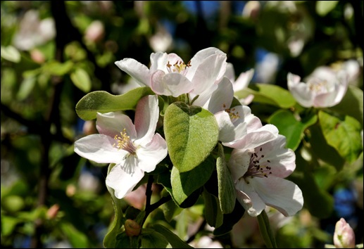 flor - marmelo 2