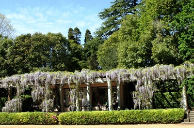 [jardim serralves - porto - glicínias 11[6].jpg]