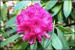 jardim serralves - rododendron