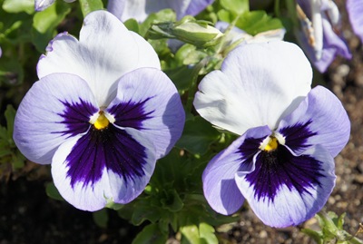 [1.Trancoso -  amor perfeito lilas[3].jpg]