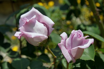 [botões rosa lilás  2 - Gloria Ishizaka[4].jpg]