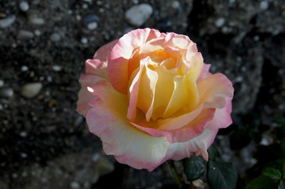 [rosa alaranjada - Gloria Ishizaka[4].jpg]