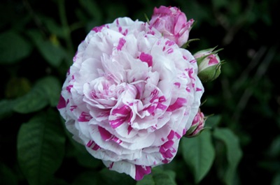 [rosa mesclada 2 - Gloria Ishizaka[4].jpg]