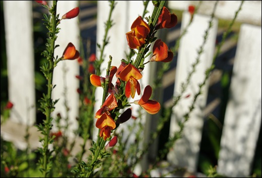 quintal jardim gloria:Portugal – Flores do meu quintal – Portomar – Mira – Parte 2 quintal jardim gloria:Portugal – Flores do meu quintal – Portomar – Mira – Parte 2